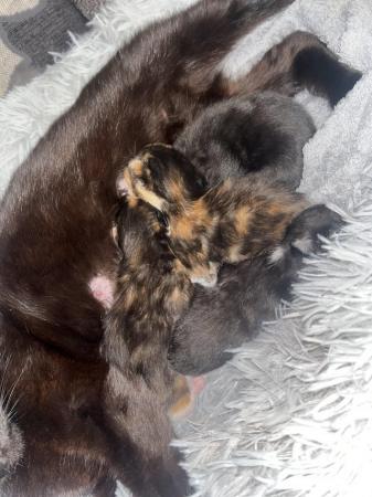Image 1 of Mixed colour kittens looking for there forever home