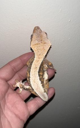 Image 5 of Female lilly white crested gecko available