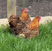 gold lace orpington bantams - Local Classifieds, For Sale