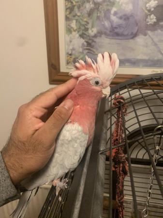 Image 1 of HandReared Cuddly Super Tame Talking Galah Cockatoo Parrot