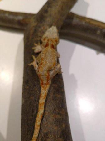 Image 8 of Unsexed CB 2021 Red Reticulated Gargoyle Gecko