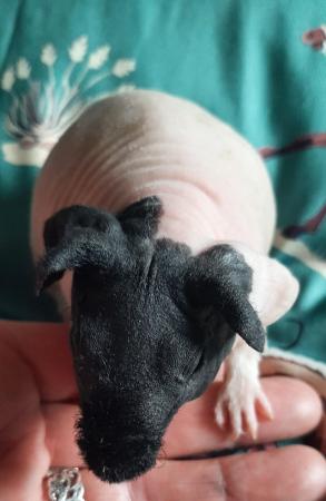 Image 6 of Pedigree baby skinny pig