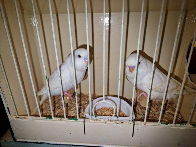 Preview of the first image of Baby & adult pairs budgies ready for homes.