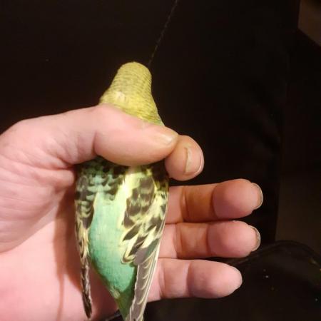 Image 5 of Beautiful baby hand tame budgies for sale
