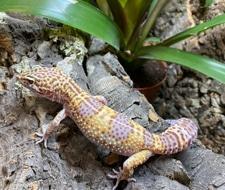 Preview of the first image of Leopard Geckos at Birmingham Reptiles.