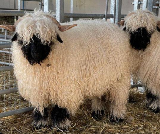 Image 4 of Valais Blacknose Ewe Lambs available