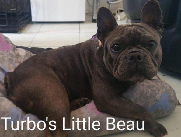 Image 2 of KC registered Beautiful french bulldog pups *UPDATED PICS*