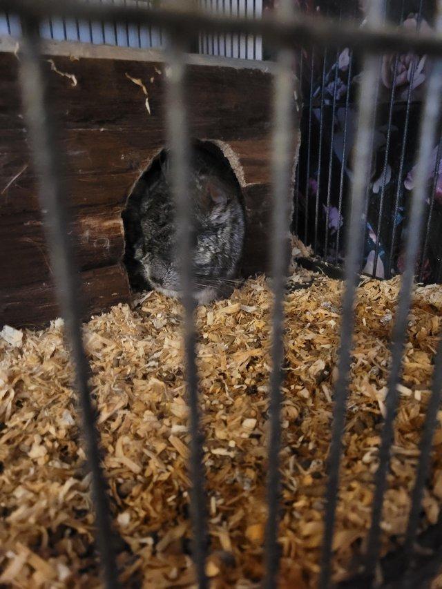 Preview of the first image of Male grey chinchilla friendly.