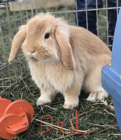 Image 2 of Baby buck Mini lion lop looking for his forever home