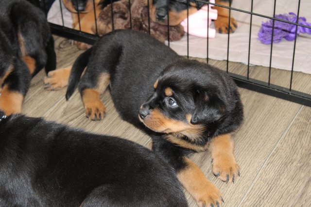 Image 18 of Gorgeous Rottweiler Pups not to be missed