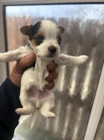 Image 2 of Very meautiful mini Biewer puppies for sale