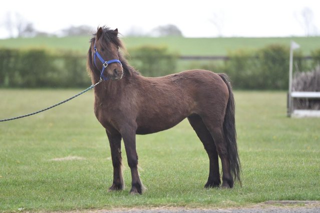 Preview of the first image of Registered Dartmoor mare.