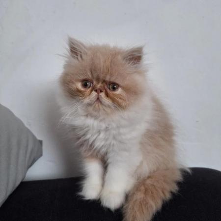 Image 10 of Pure breed Persian kittens for sale. Two gorgeous boys.