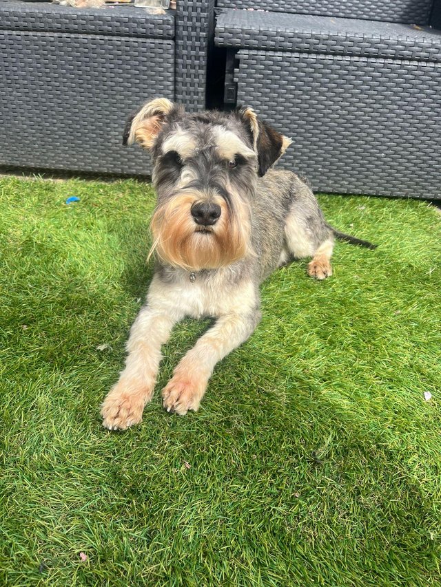 Preview of the first image of 8 months old mini schnauzer male.