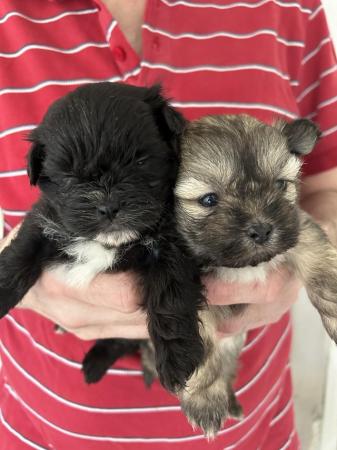 Image 4 of 6 x shihtzu x puppies for sale