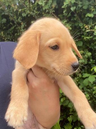 Image 1 of Fully Health Tested / KCWorking Labrador puppies