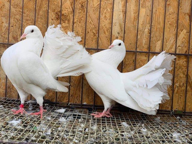 Preview of the first image of PURE WHITE ENGLISH GARDEN FANTAIL DOVES.