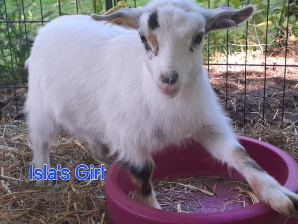 Image 13 of Disbudded pygmy goat kids