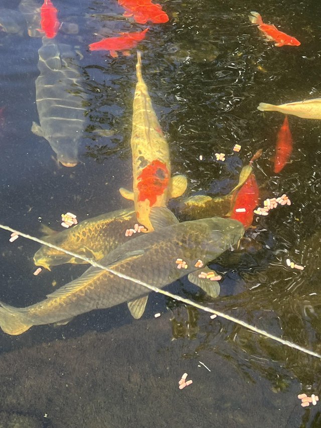 Preview of the first image of Pond fish for sale, Koi, common carp, sturgeon..