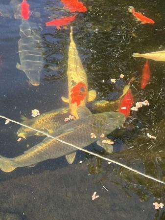Image 1 of Pond fish for sale, Koi, common carp, sturgeon.