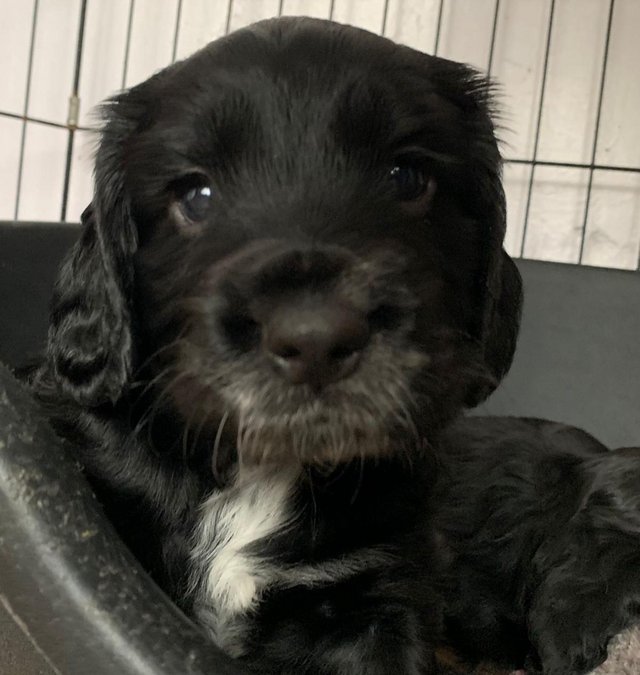 Preview of the first image of KC Reg Working Cocker Spaniel Pups.