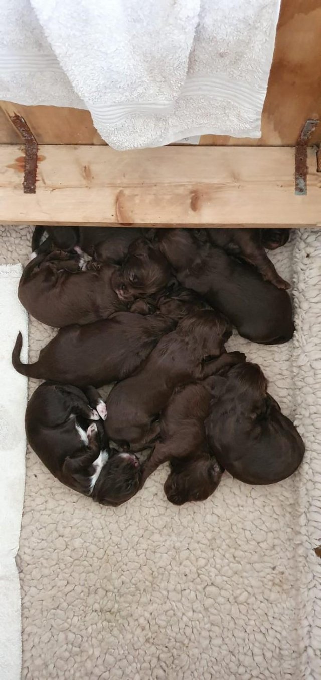 Preview of the first image of Stunning KC registered working Cocker Spaniel puppies.