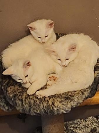 Image 8 of 9week old turkish angora kittens