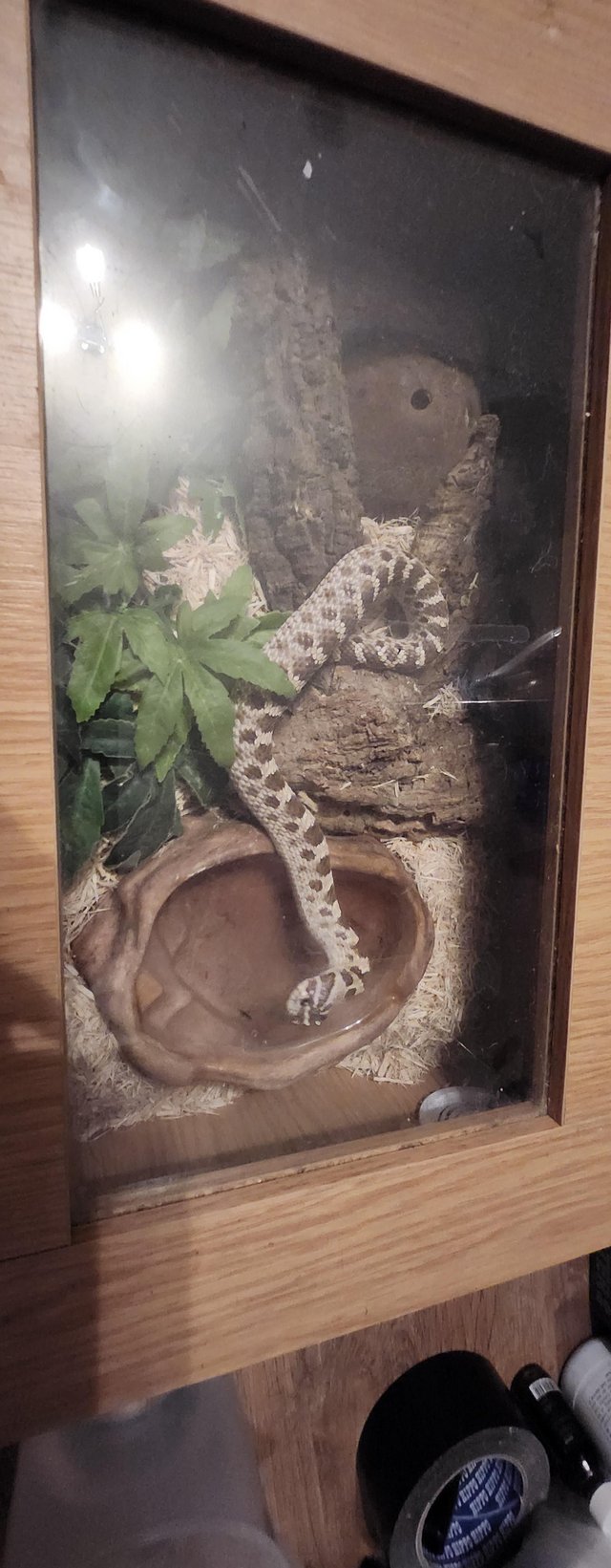 Preview of the first image of Western hognose snake plus small enclosure.