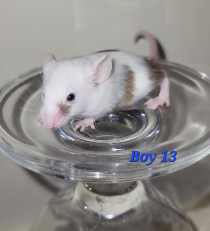 Image 20 of Baby mice - boys £2 great pets. 2 left