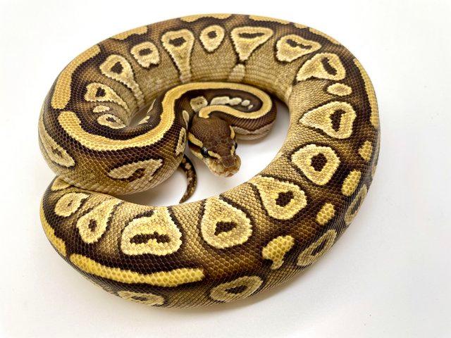 Preview of the first image of Female mojave 100% dh pied ghost 50% het ultramale.