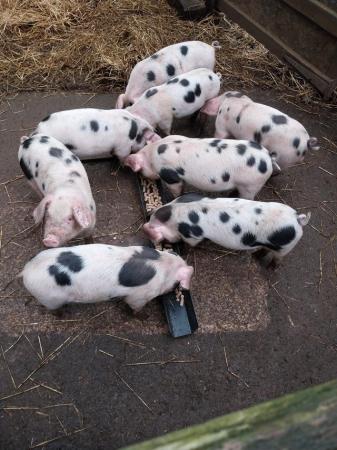 Image 2 of Gloucestershire old spot weaners for sale