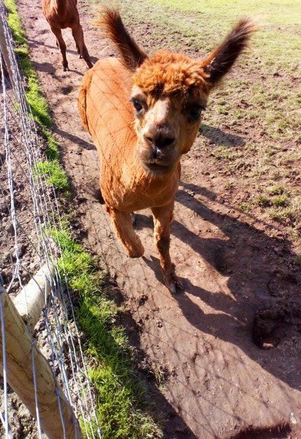 Preview of the first image of Turi the Male Alpaca Devon / Cornwall Border.