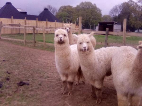 Image 3 of 2 8 month old Male Weinling Alpacas.