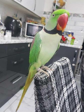 Image 5 of 3 Three-years old hand reared Alexanderine parrot for sale