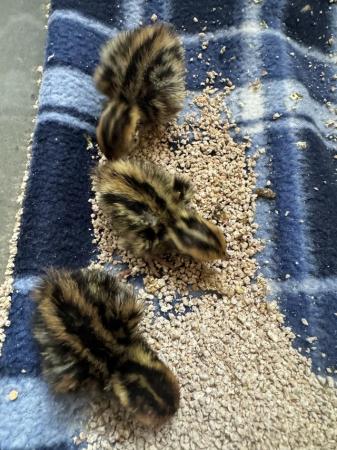 Image 2 of quail chicks available now.