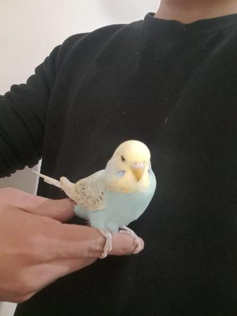Image 4 of Young baby budgies hand tamed for sale
