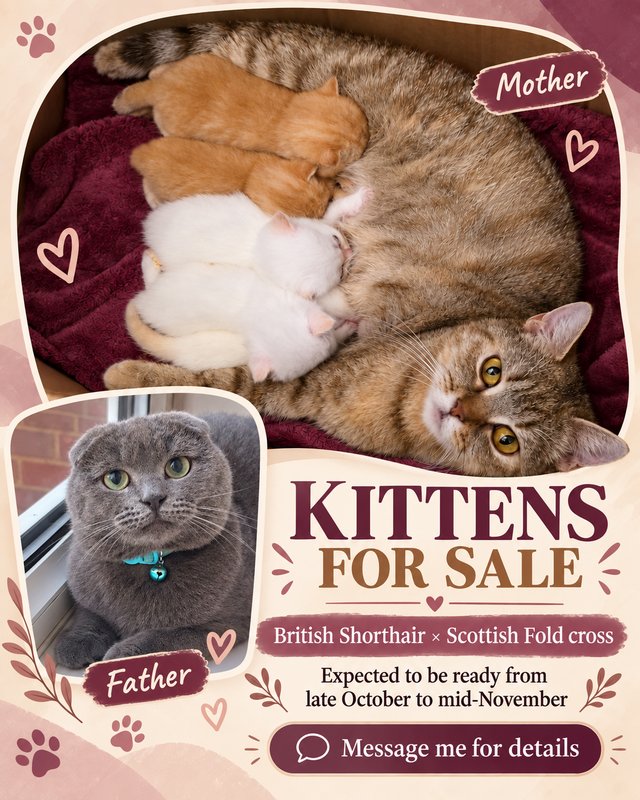 8 cats looking for loving homes 3 girls 6 month old 5 baby's — Pets & Animals in Basildon