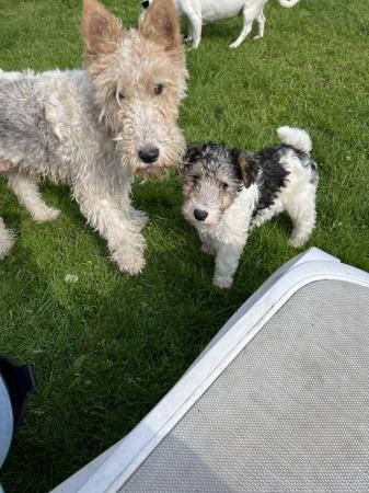 Image 3 of Wire haired fox terrier pups ready now