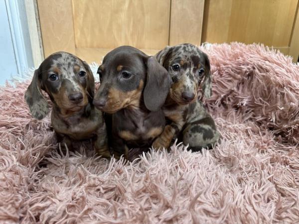 Image 3 of Beautiful kc reg show quality miniature dachshund puppies