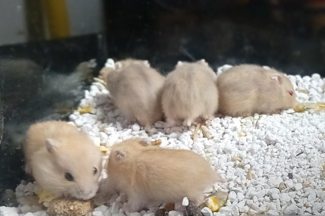 Image 6 of Baby Campbell's Hamsters