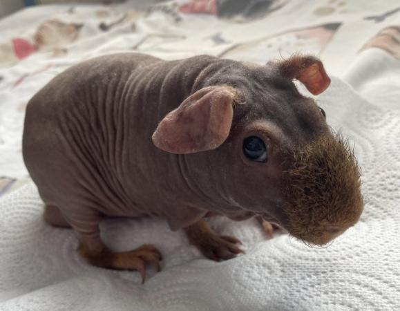 Image 3 of 6 month old male skinny pig
