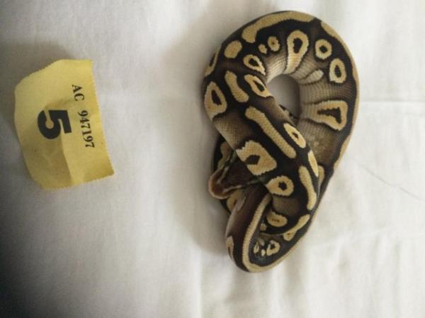 Image 6 of Pastel Mojave het ghost baby python