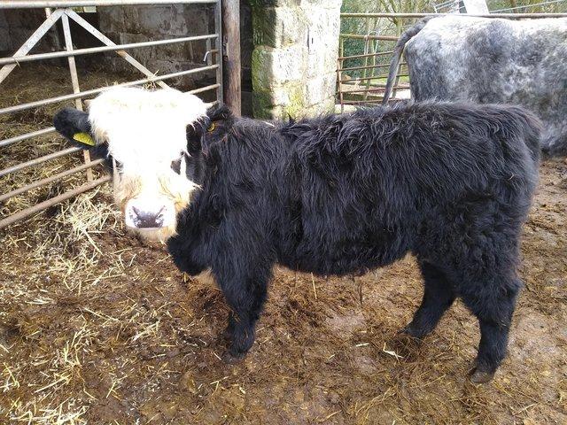 Preview of the first image of 8 Months old Highland X bull calf..