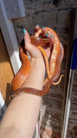 Image 4 of Multiple corn snakes for sale