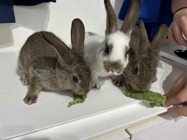 Image 1 of Baby rabbits, mini lop cross
