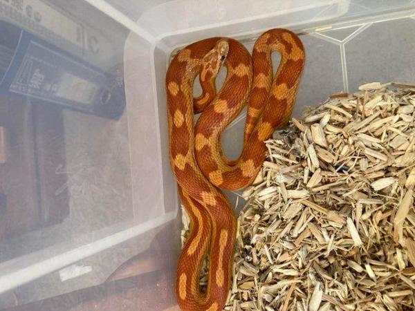 Image 5 of Corn snakes young females for sale