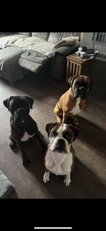 Image 1 of *READY TO LEAVE NOW* KC registered Brindle Boxers