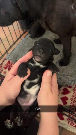 Image 4 of Patterdale/Jack Russell Terrier Puppies