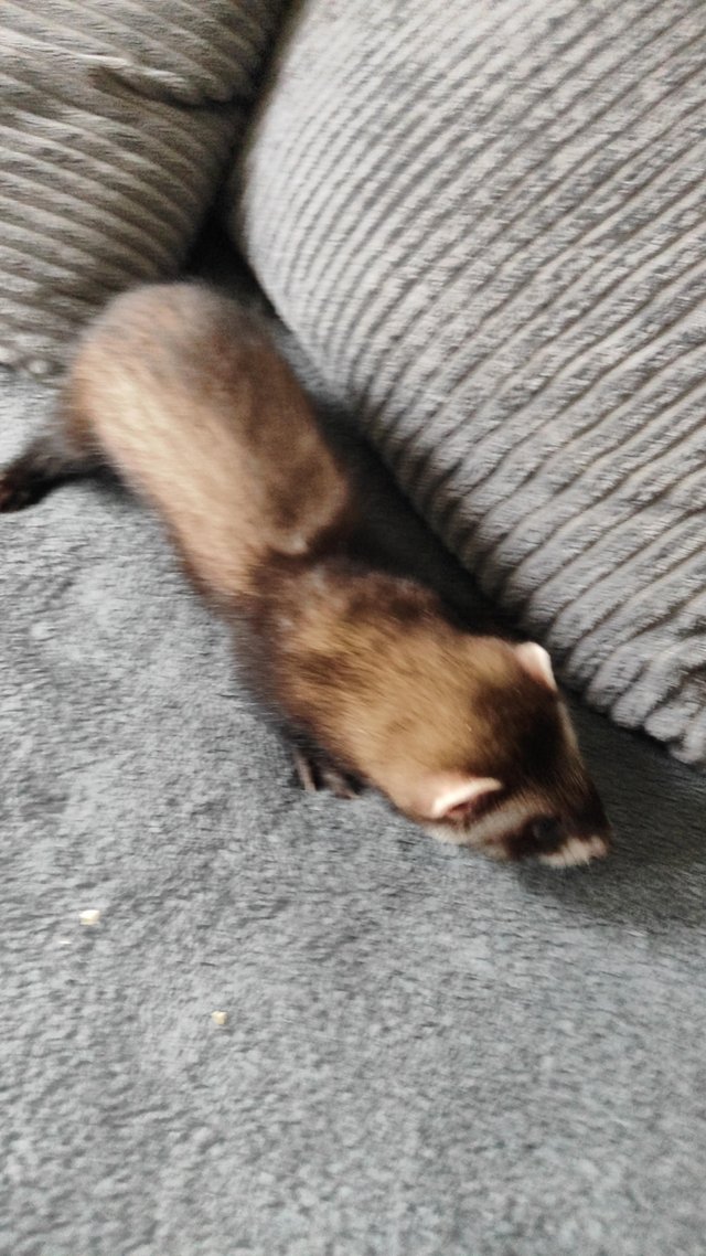 Preview of the first image of Ferrets and polecats 8 Weeks Old.