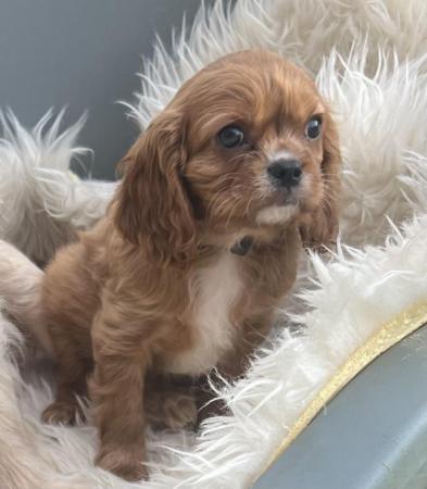 Image 2 of Cavalier King Charles Spaineil pups